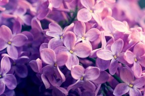 世界短道速滑科研训练模型国际合作论文集第三卷出版，2020年世界短道速滑比赛视频